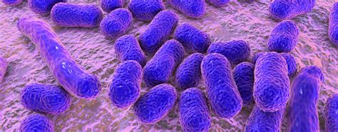 acinetobacter lwoffii.